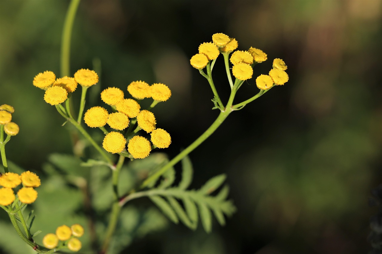 Fleurs de Corse