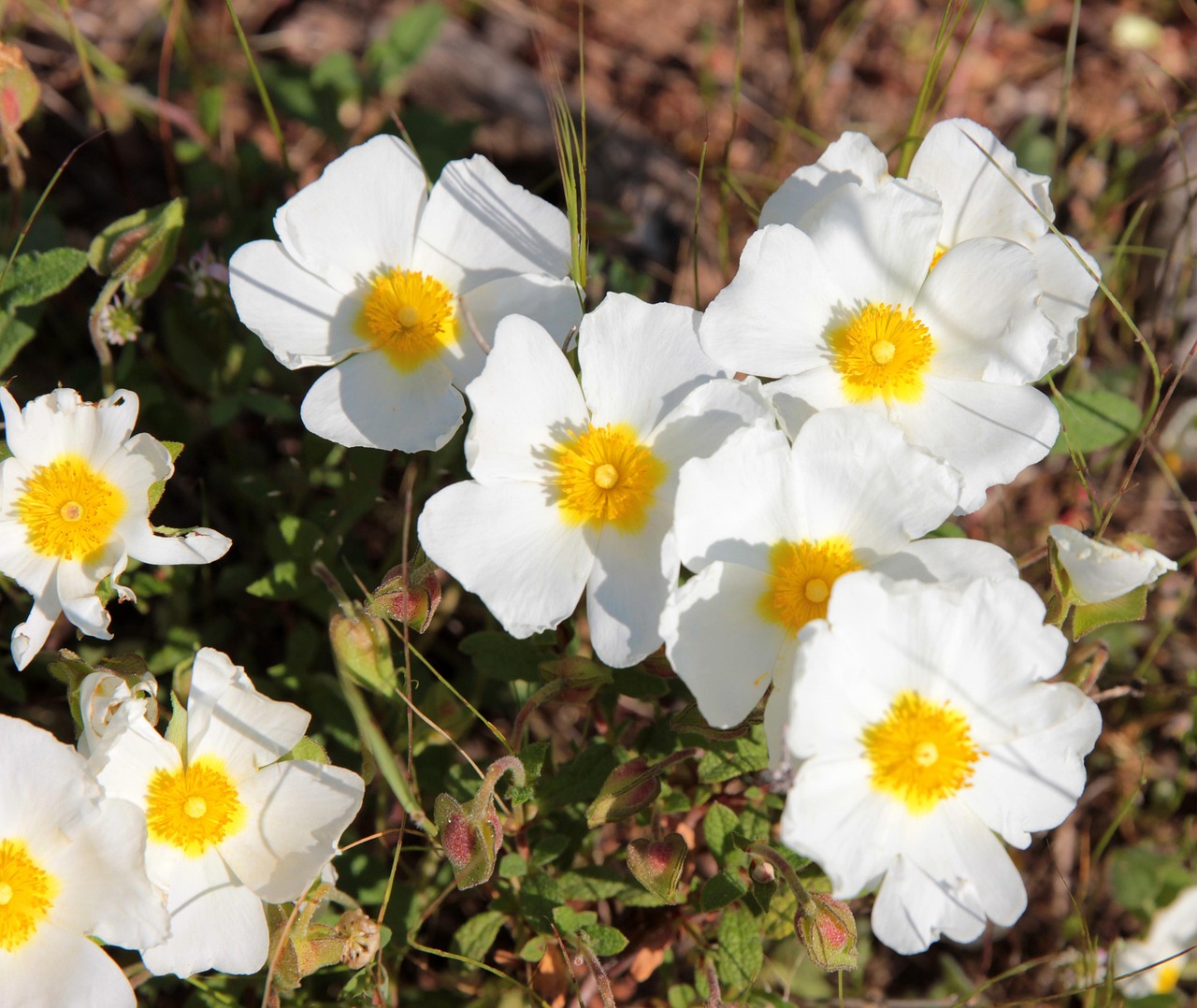 Fleurs de Corse