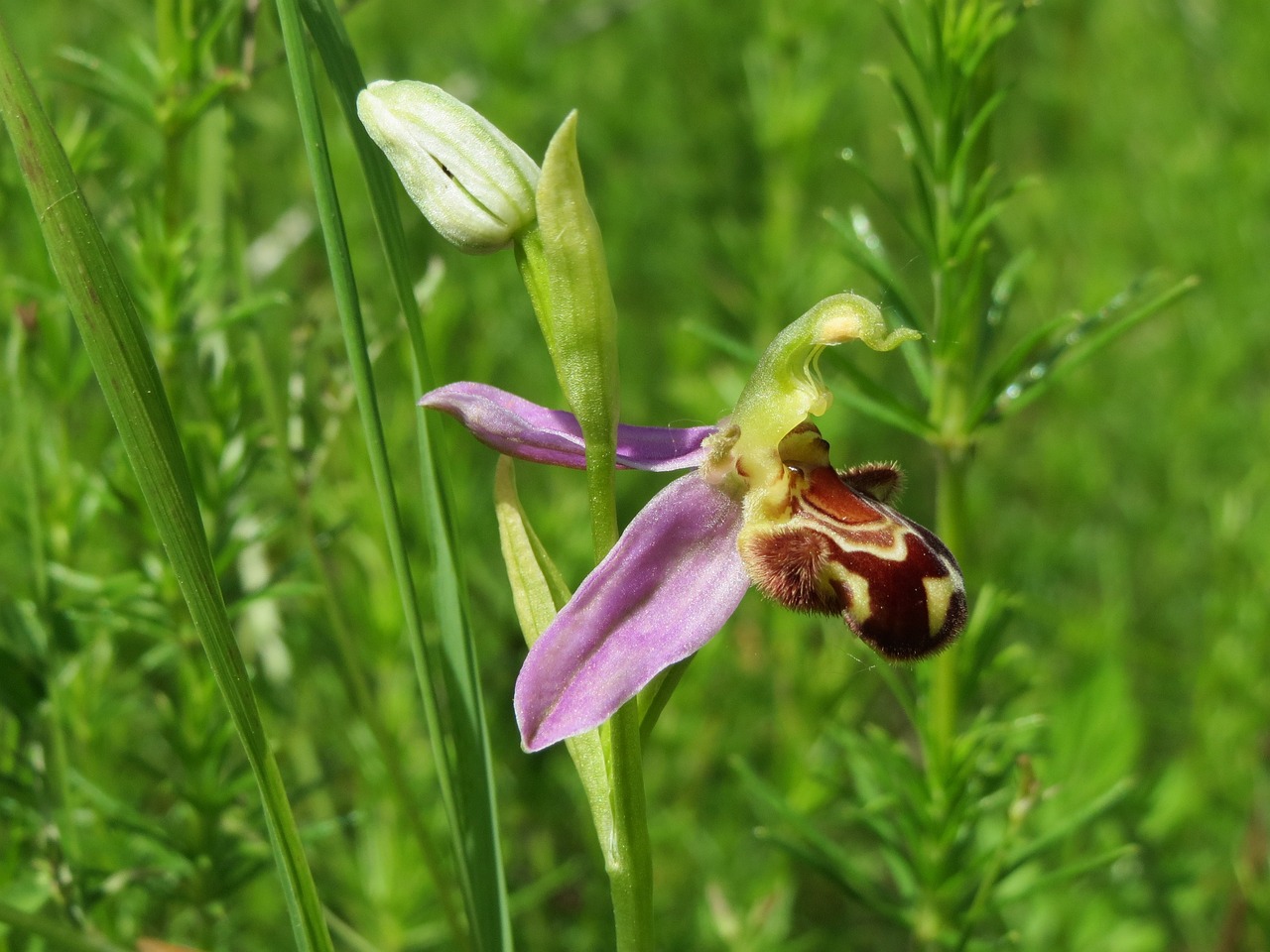 Fleurs de Corse